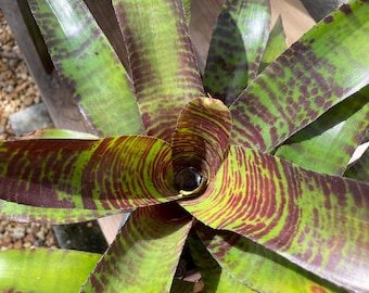 Billbergia Vittata 'domingos Martins' Bromeliad - Etsy