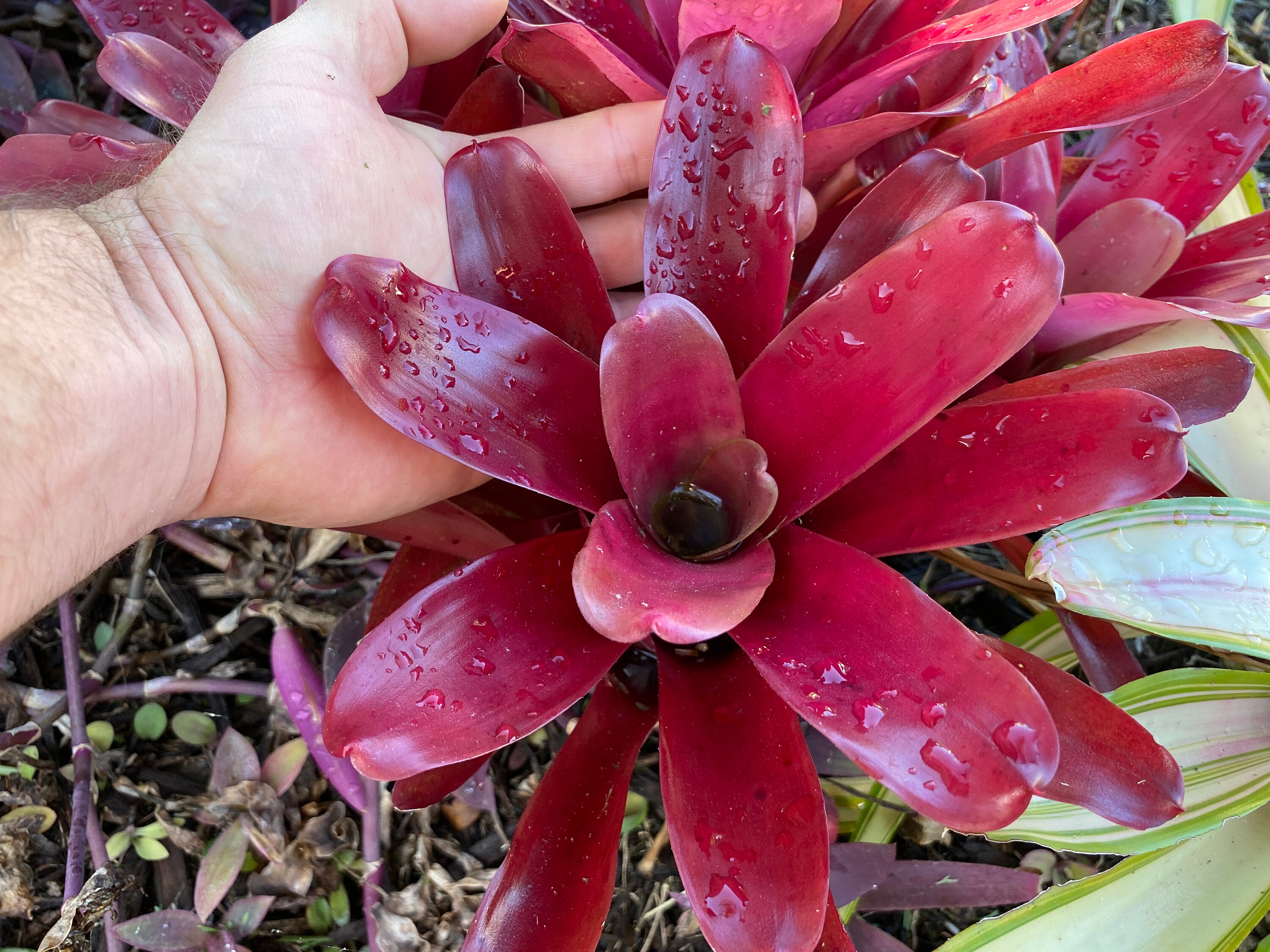 Neoregelia Super Fireball FREE SHIPPING Etsy