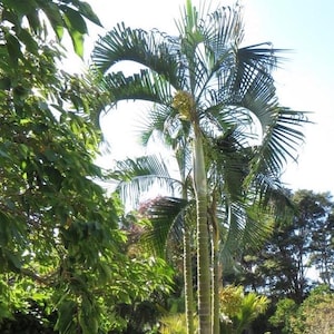 Upright Onilahy Palm; Stiff Leaf Onilahy Palm Chrysalidocarpus onilahensis (formerly Dypsis) live ornamental plant