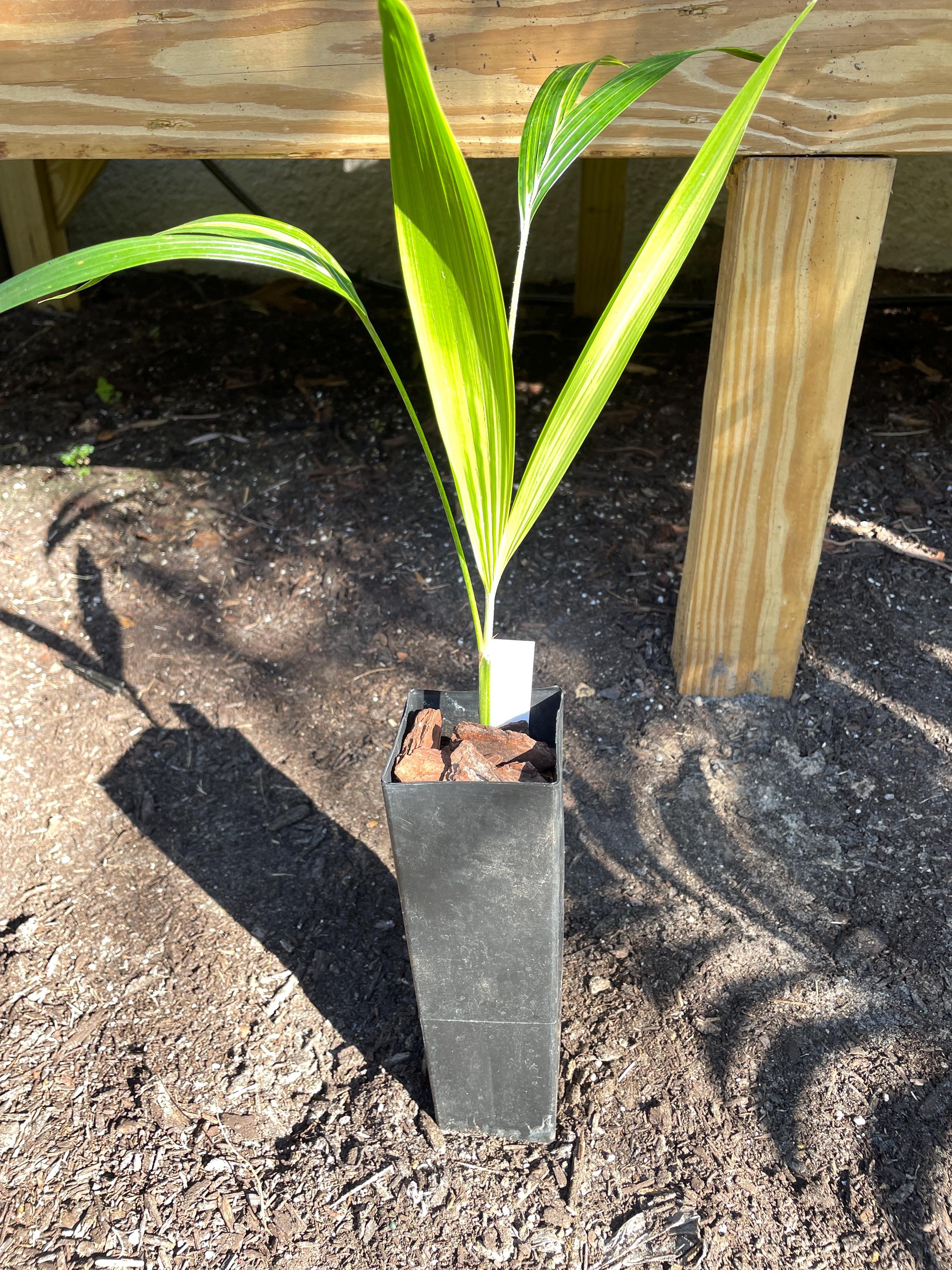 Variegated Christmas Palm Tree; (seedling Size) Adonidia (veitchia