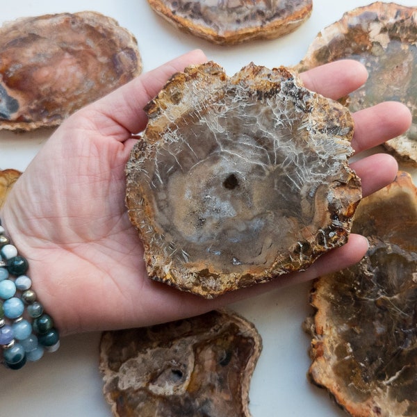 Petrified Wood Slab