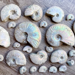 Opalescent Ammonite