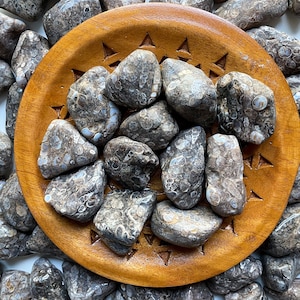 Fossil Jasper Tumbled Stone