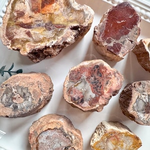 May include: A collection of petrified wood specimens, showcasing a variety of colors and patterns. The pieces display shades of brown, red, and cream, with visible growth rings and unique textures. These natural, earthy elements are ideal for home decor or collecting.