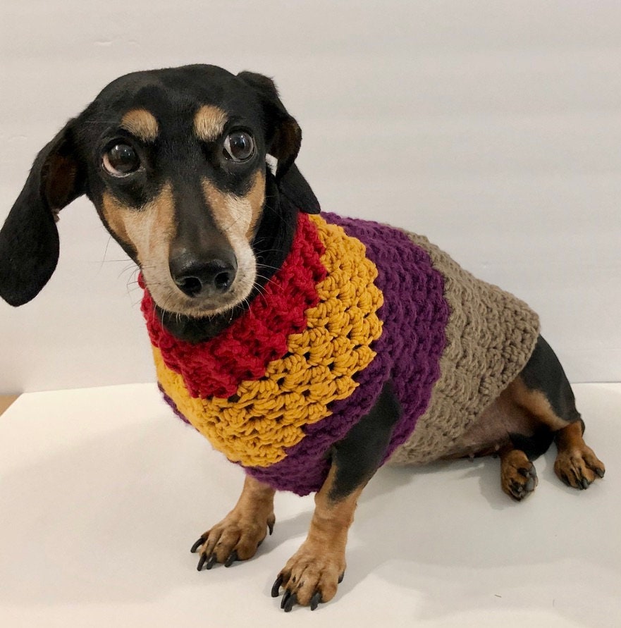 pull assorti chien maitre