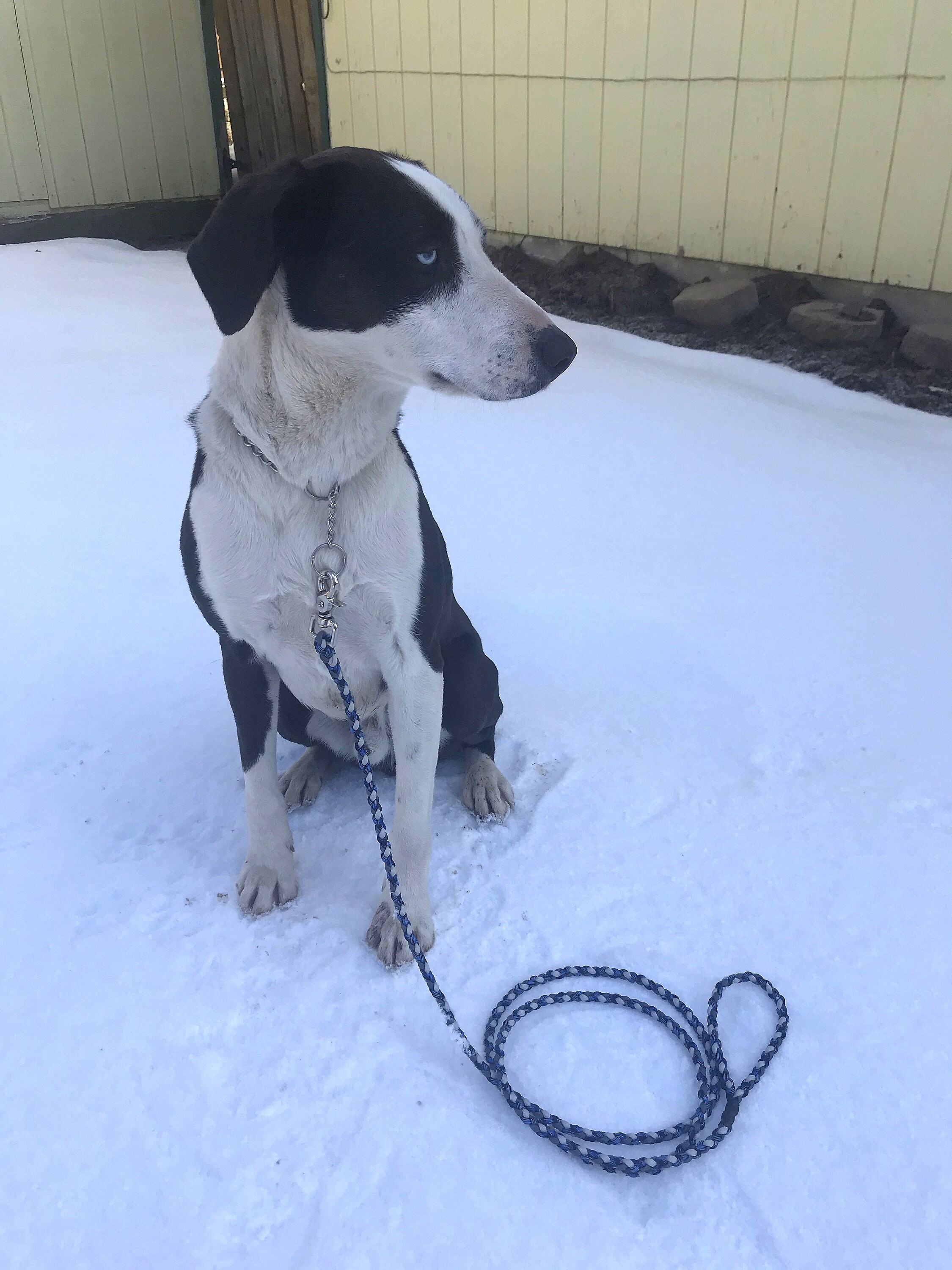 Scissor snap top dog leash