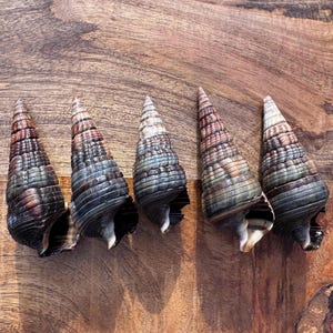 May include: Five elongated, conical sea shells arranged in a row. Each shell features a textured, spiraled surface with a gradient of dark brown, grey, and muted green tones. The shells have pointed tips and wide, open apertures at their bases.