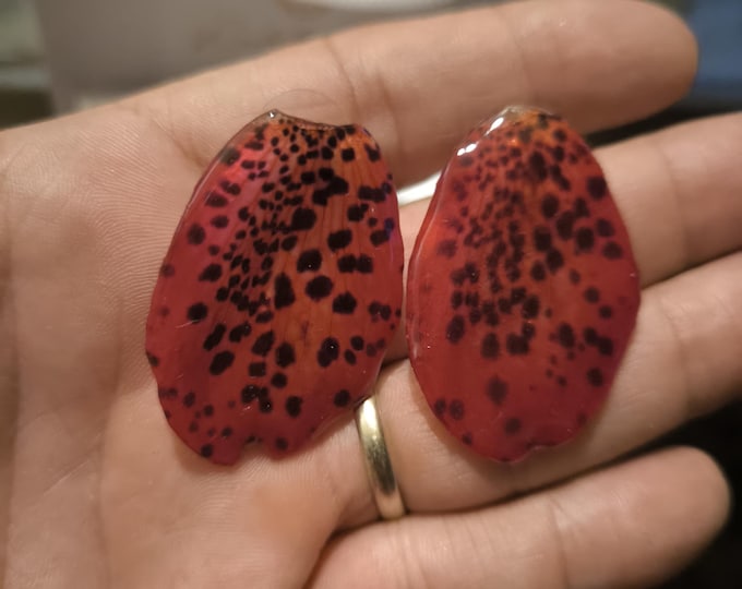 Elegant Orchid Petal Earrings: Bellatium encased in resin with nickel-free silver hooks