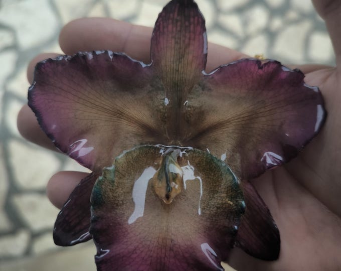 Elegant two-in-one necklace/hair clip featuring a large, colorful, queen cattleya orchid encased in resin. Gold-on-silver chain.
