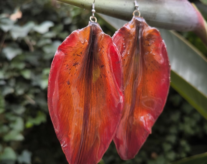 large, very light lily petal earrings set in resin with silver hooks.