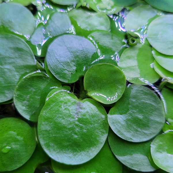 Premium Amazon Frogbit Buy 3 Get 2 Free - Aquarium / Pond Aquatic Live Floating Plant (Limnobium laevigatum)