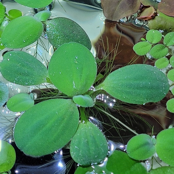 Premium Dwarf Water Lettuce Buy 3 Get 2 Free - Aquarium / Pond Aquatic Live Floating Plant (Pistia stratioes)