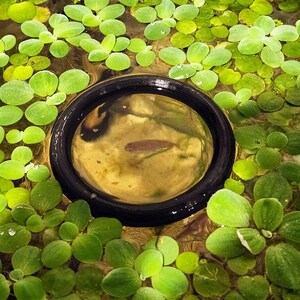 Betta Feeding Ring 