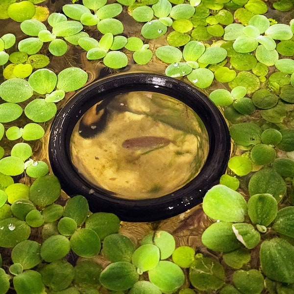 Floating Fish Feeding Ring for Aquariums or Fish Tanks