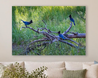 Steller Jay Art for Blue Bird Lover Gift, Wall Art Wildlife Photography