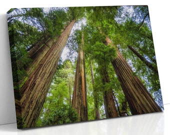Within a Redwood Forest Wall Art, Nature Landscape Photography for the Tree Lover or Nature Lover