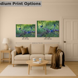 Steller Jay Wildlife Photography, Blue Bird Wall Art Nature Photo image 7