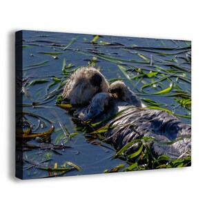 Sea Otter Picture Marine Mammal Wildlife Photography, Relaxing Artwork Nature Photo image 1
