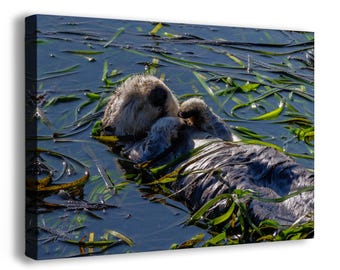 Sea Otter Picture Marine Mammal Wildlife Photography, Relaxing Artwork Nature Photo