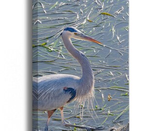 Great Blue Heron Wildlife Photography, Relaxation Artwork Nature Photo