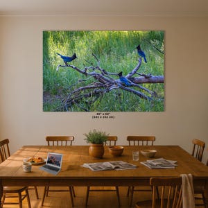 Steller Jay Wildlife Photography, Blue Bird Wall Art Nature Photo image 17
