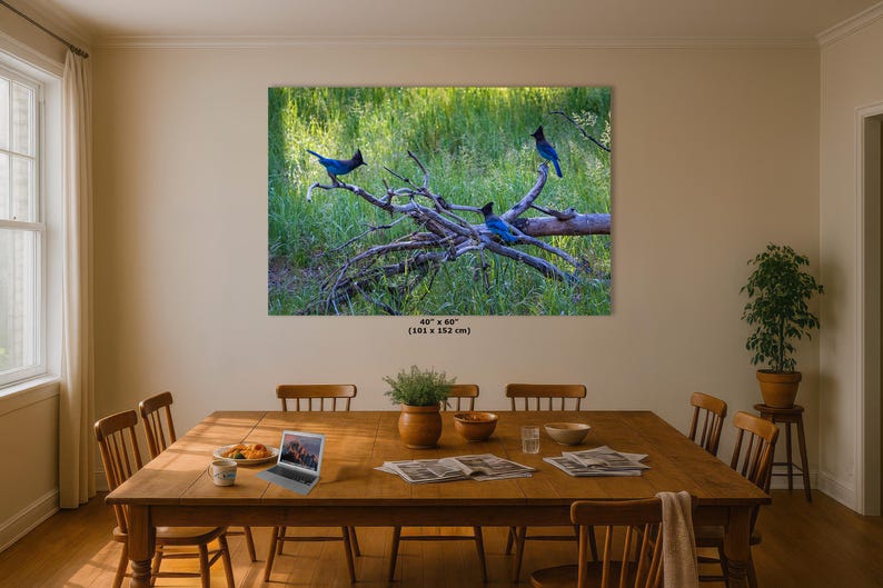 Steller Jay Wildlife Photography, Blue Bird Wall Art Nature Photo image 17
