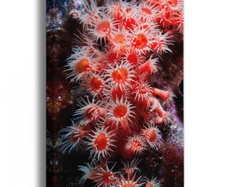 Sea Anemone Picture Ocean Life Underwater Scenery, Orange Marine Biology Nature Photo