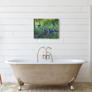 Steller Jay Wildlife Photography, Blue Bird Wall Art Nature Photo image 12