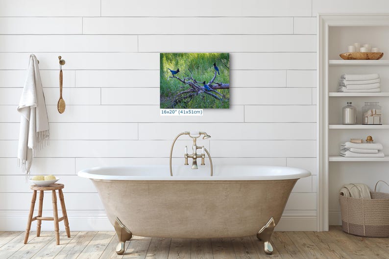 Steller Jay Wildlife Photography, Blue Bird Wall Art Nature Photo image 12