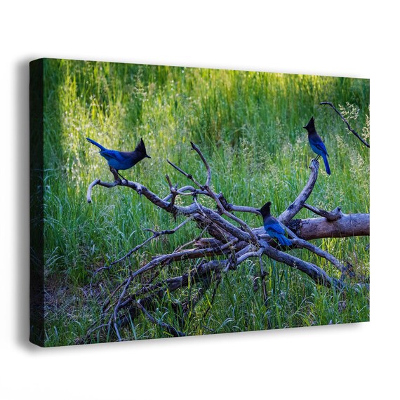 Steller Jay Wildlife Photography, Blue Bird Wall Art Nature Photo