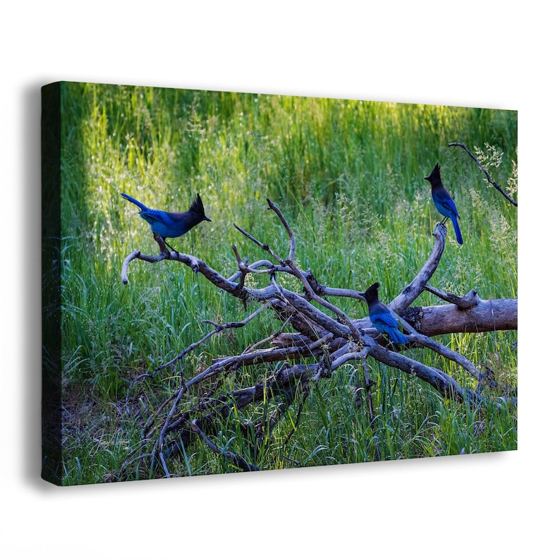 Steller Jay Wildlife Photography, Blue Bird Wall Art Nature Photo image 1