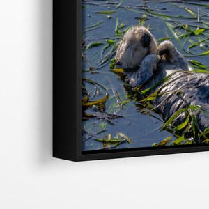 Sea Otter Picture Marine Mammal Wildlife Photography, Relaxing Artwork Nature Photo image 18