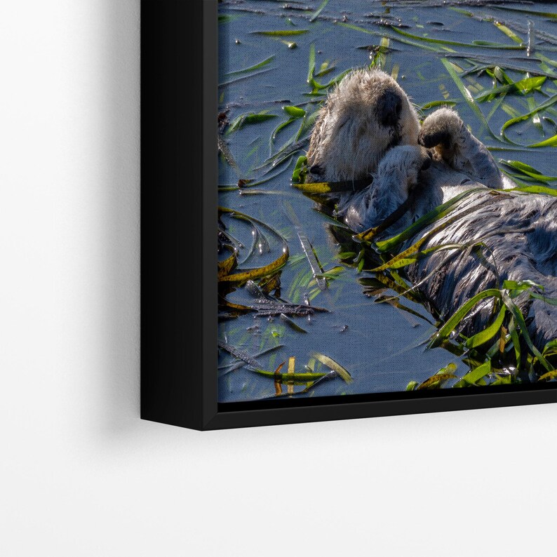 Sea Otter Picture Marine Mammal Wildlife Photography, Relaxing Artwork Nature Photo image 18