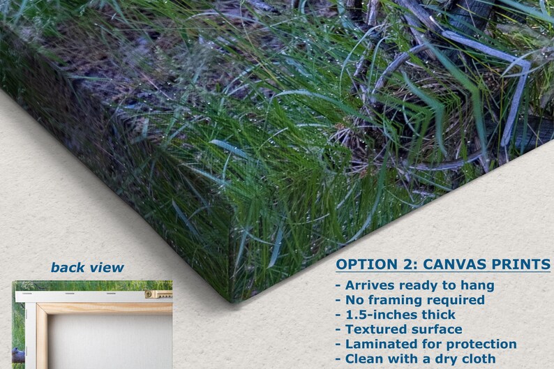 Steller Jay Wildlife Photography, Blue Bird Wall Art Nature Photo image 3