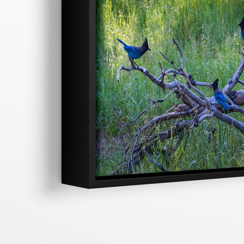Steller Jay Wildlife Photography, Blue Bird Wall Art Nature Photo image 19