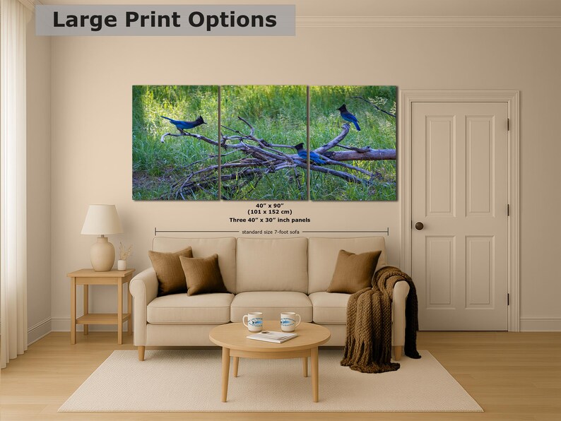 Steller Jay Wildlife Photography, Blue Bird Wall Art Nature Photo image 11