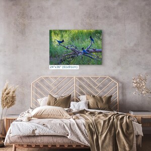 Steller Jay Wildlife Photography, Blue Bird Wall Art Nature Photo image 15