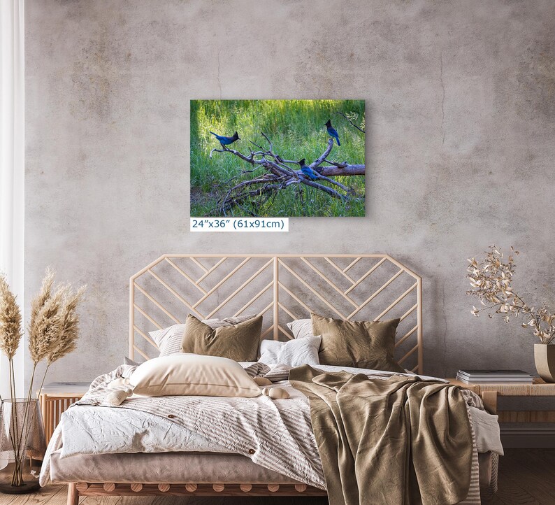 Steller Jay Wildlife Photography, Blue Bird Wall Art Nature Photo image 15