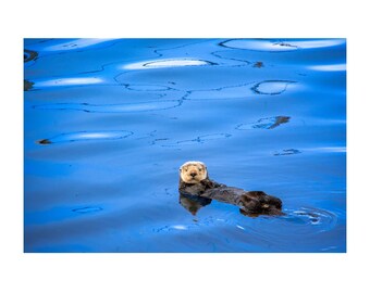 Sea Otter Gifts, Wildlife Photography, Marine Life Photography, Ocean Wall Art in Acrylic Photo Print, Metal Art and 3 piece wall art canvas