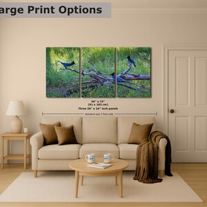Steller Jay Wildlife Photography, Blue Bird Wall Art Nature Photo image 10
