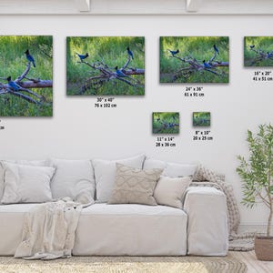 Steller Jay Wildlife Photography, Blue Bird Wall Art Nature Photo image 5