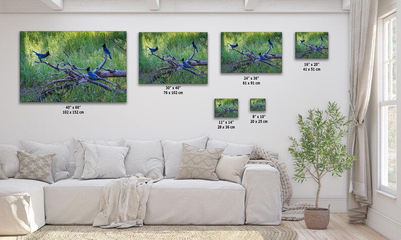 Steller Jay Wildlife Photography, Blue Bird Wall Art Nature Photo image 5
