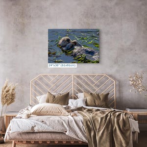 Sea Otter Picture Marine Mammal Wildlife Photography, Relaxing Artwork Nature Photo image 15