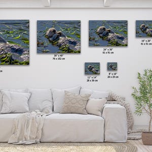 Sea Otter Picture Marine Mammal Wildlife Photography, Relaxing Artwork Nature Photo image 5