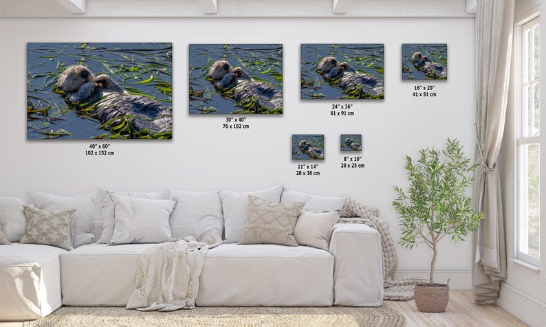 Sea Otter Picture Marine Mammal Wildlife Photography, Relaxing Artwork Nature Photo image 5
