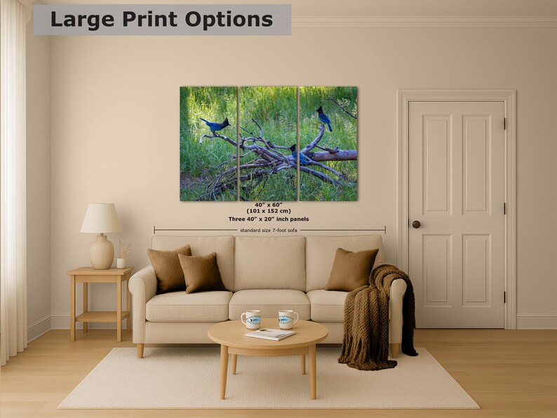 Steller Jay Wildlife Photography, Blue Bird Wall Art Nature Photo image 9