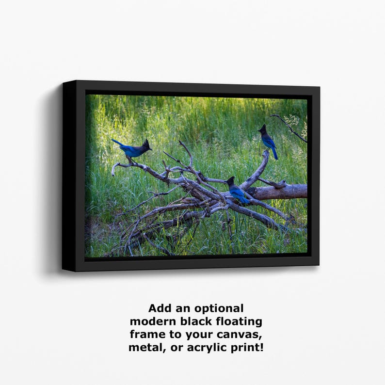 Steller Jay Wildlife Photography, Blue Bird Wall Art Nature Photo image 18