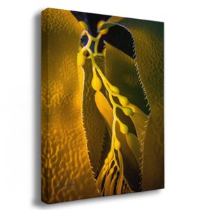 Kelp Forest Seaweed Pictures Underwater Scenery, Ocean Life Marine Biology Nature Photo Canvas
