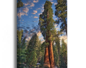 Giant Sequoia Tree Forest Picture Nature Photo, Redwood Trees Wall Art Relaxation Decor