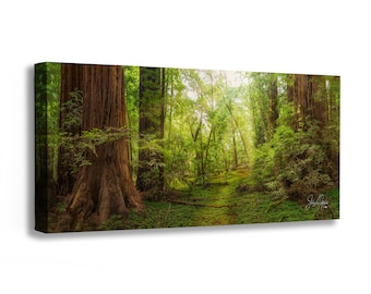 Redwood Trees Forest Picture Nature Photo, Bohemian Style Relaxation Artwork for Meditation